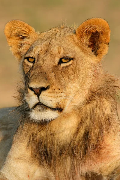 Fiatal afrikai oroszlán — Stock Fotó