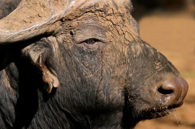 African buffalo portrait clipart