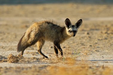 Bat-eared fox clipart