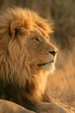 Big male African lion clipart