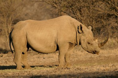 Black rhinoceros clipart