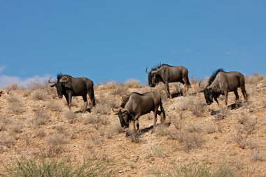 Blue wildebeest clipart
