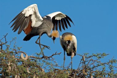 Crowned cranes clipart