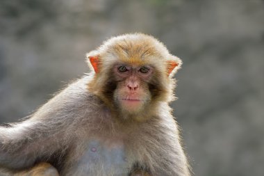 Rhesus macaque portrait clipart