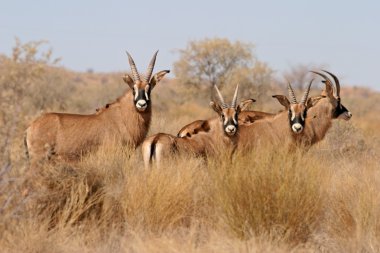 Roan antelopes clipart