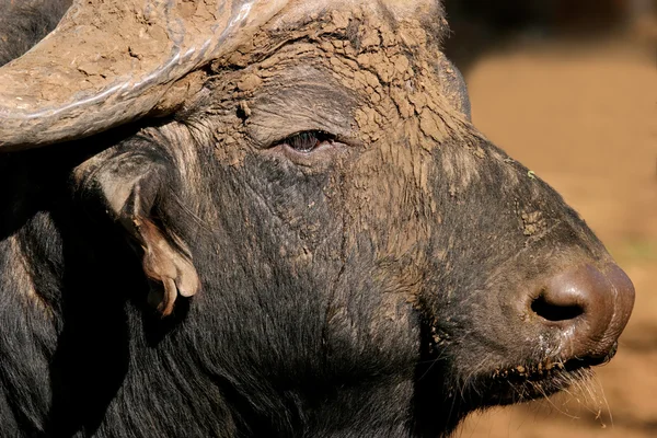 African buffalo portrait — Stock Photo, Image