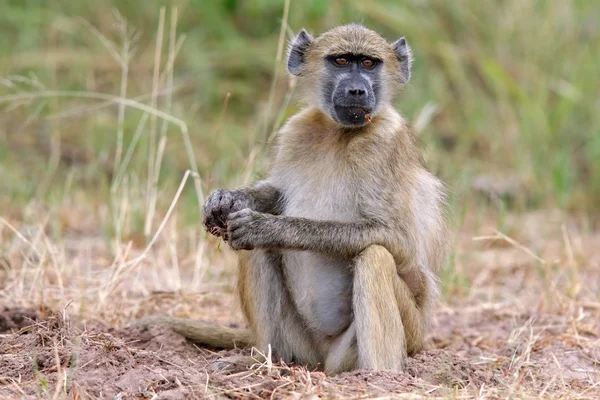 南非大狒狒 — Φωτογραφία Αρχείου