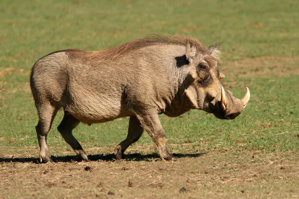 Macho warthog — Fotografia de Stock