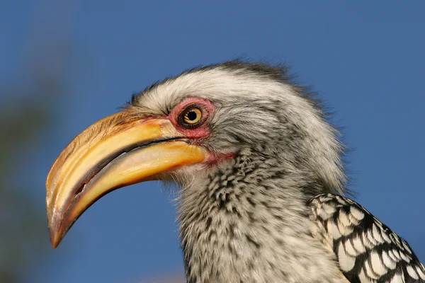노란색 청구 hornbill — 스톡 사진