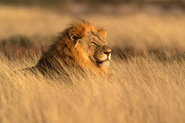 Nagy férfi afrikai oroszlán Stock Fotó