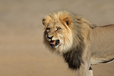 hırıltılı Afrika aslanı