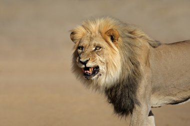 Snarling African lion clipart