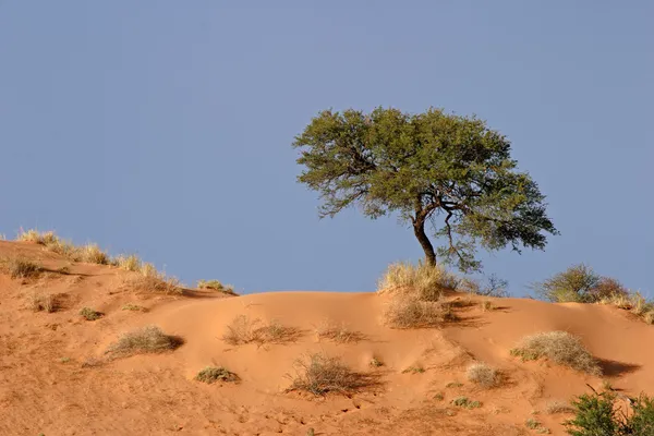 Afrikansk acacia träd — Stockfoto