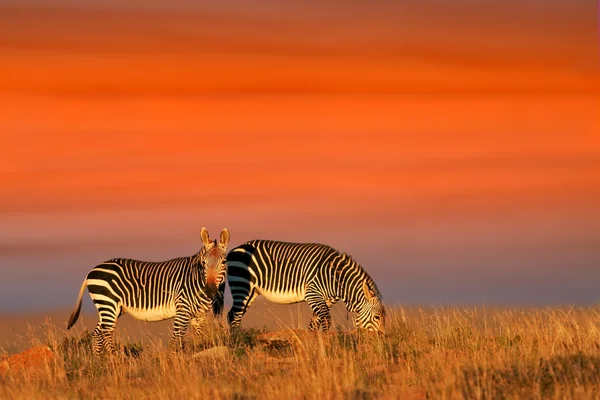 Zebras de montanha cape — Fotografia de Stock