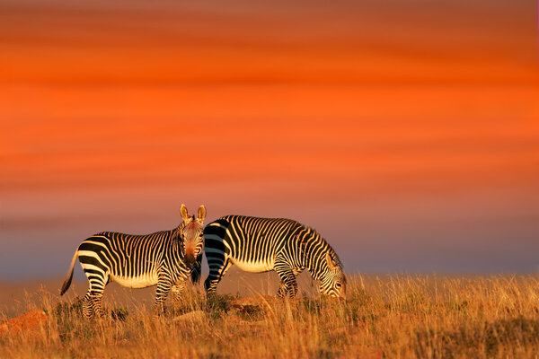 Cape Mountain Zebras