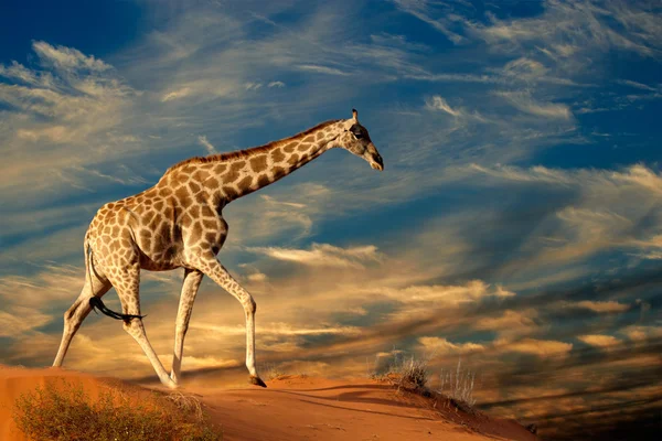 Giraffe on sand dune — Stok fotoğraf