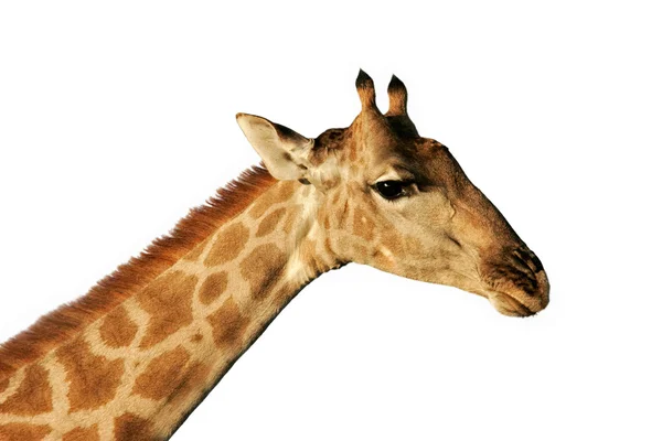 Изолированный портрет жирафа — стоковое фото