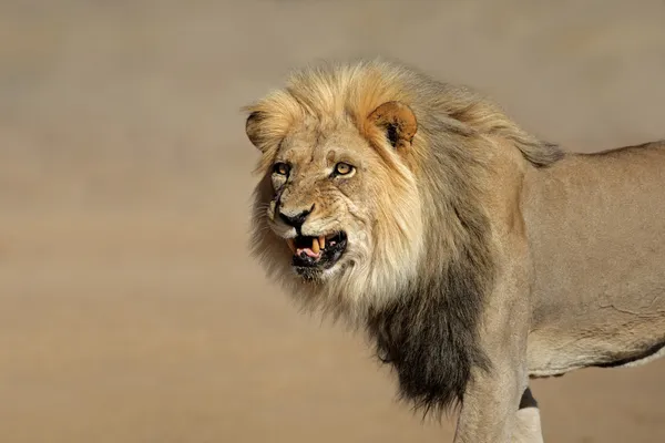 Hırıltılı Afrika aslanı — Stok fotoğraf