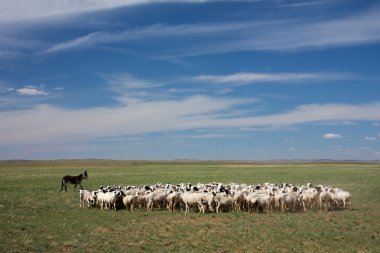 Herd of sheep clipart