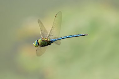 Hovering dragonfly clipart