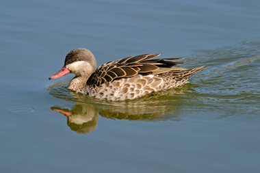 Red-billed teal clipart
