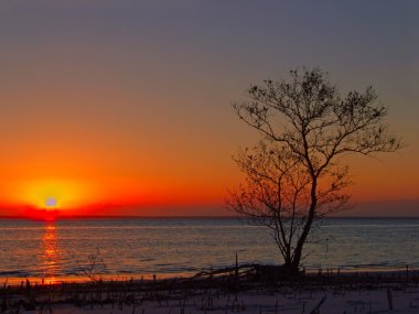 ağaç sunset karşı