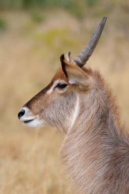 waterbuck portresi