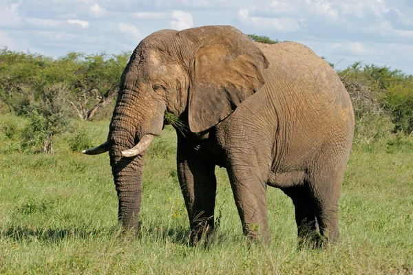 Elefante toro africano — Foto Stock
