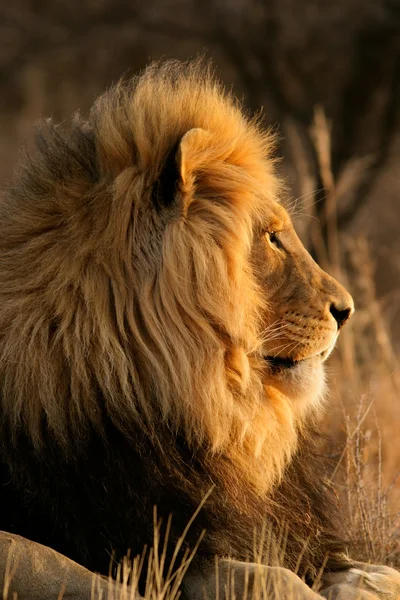 アフリカの大きな雄ライオン — ストック写真