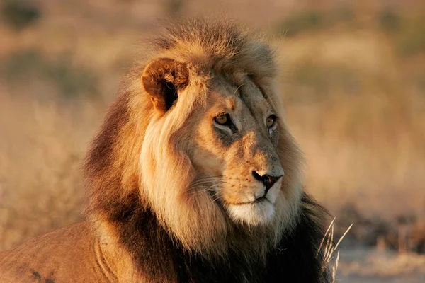 León africano macho grande — Foto de Stock