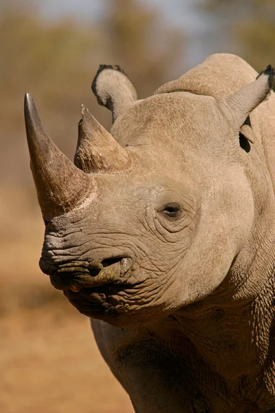 Rinoceronte negro — Fotografia de Stock