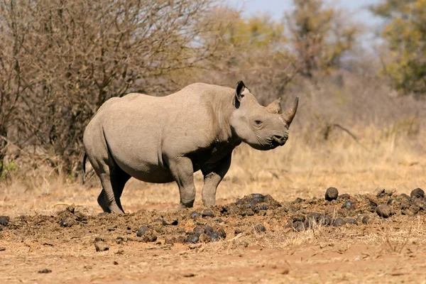 검은 코뿔소 — 스톡 사진