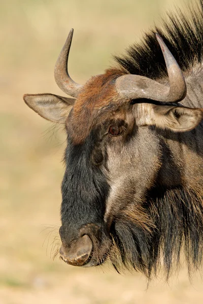 Wildebeest Biru — Stok Foto