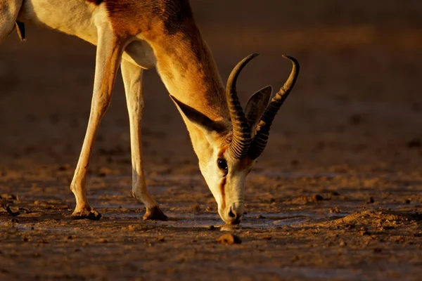 Beber antílope springbok — Foto de Stock
