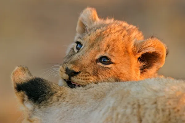 Leeuw cub — Stockfoto