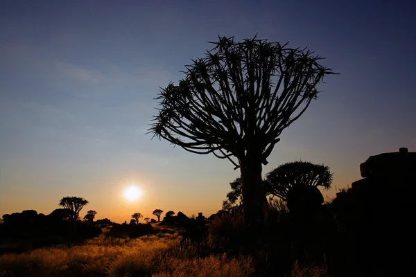 Koger träd silhouette — Stockfoto