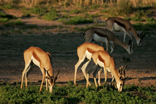 Manada de Springbok — Foto de Stock