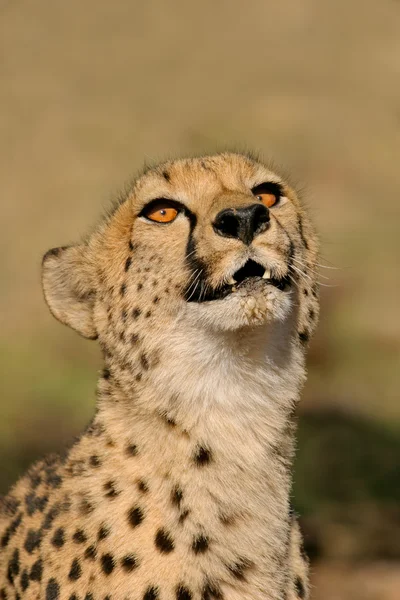 Гепард (Acinonyx jubatus ) — стокове фото