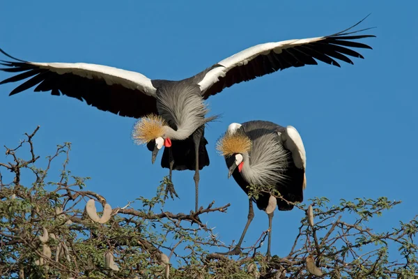 Crowned cranes — Stock Photo, Image