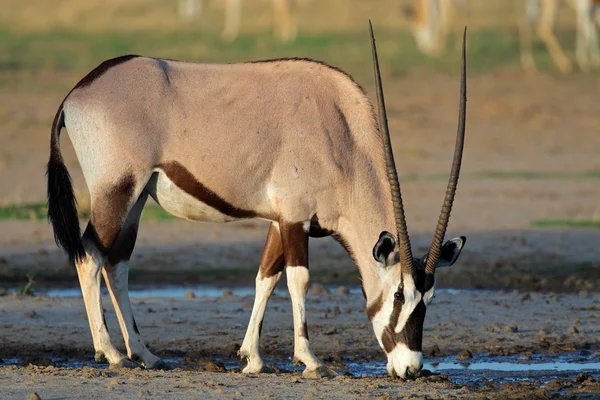 Nyársas antilop — Stock Fotó