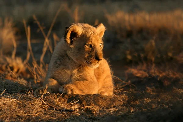 Lion cub — Stock Fotó