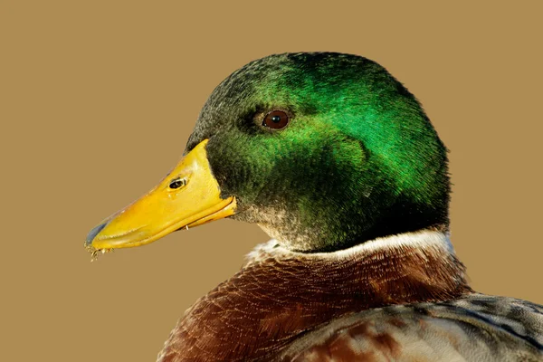 Erkek yeşilbaş ördek — Stok fotoğraf