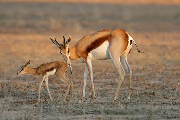Antilopa skákavá s jehněčím — Stock fotografie