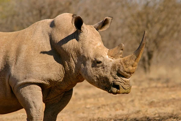 Rinoceronte branco — Fotografia de Stock