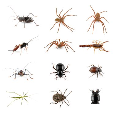 Invertebrate collection clipart