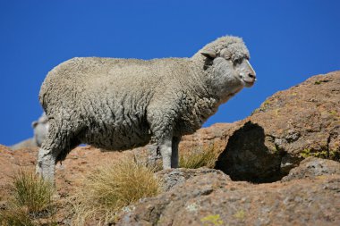 Merino sheep clipart