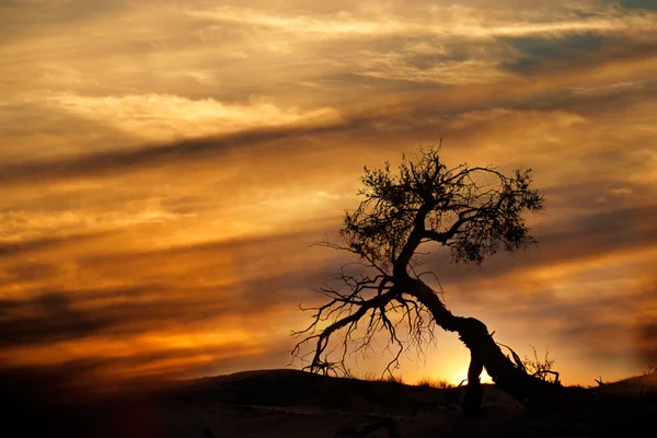 Sivatagi naplemente — Stock Fotó