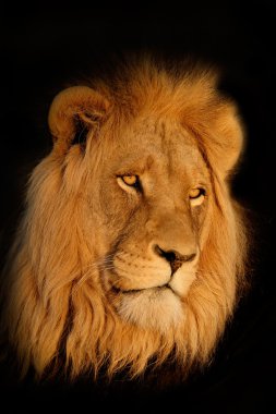 African lion portrait clipart