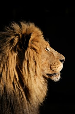 Big male African lion clipart