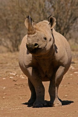 Black rhinoceros clipart